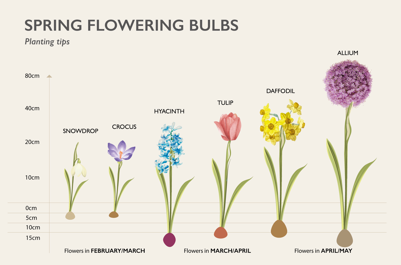 Planting bulbs in deals pots